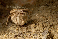 : Pisaura mirabilis; Nick`s Spider