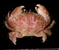 : Pseudoliomera variolosa