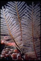 : Sertularella speciosa; Branching Hydroid