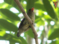 Scarlet-backed Flowerpecker(Dicaeum cruentatum)