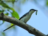 Ashy Minivet, female Scientific name - Pericrocotus divaricatus