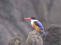 Black-capped Kingfisher