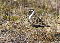 American Golden-Plover on Denali Highway. Photo by Dave Kutilek. All rights reserved.