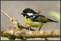 Parus venustulus Yellow-bellied Tit 黃腹山雀 087-060