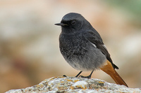 RABIRUIVO PRETO BLACK REDSTART Phoenicurus ochruros