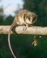 Un monito del monte, el marsupial más primitivo del mundo.