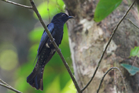 Asian Drongo-Cuckoo ( Surniculus lugubris )