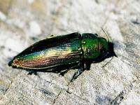 Eurythyrea aurata
