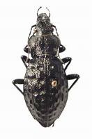 Carabus variolosus