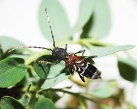 Anaglyptus mysticus