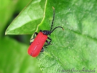 Pyropterus nigroruber