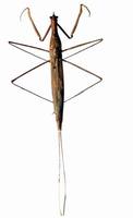 Ranatra linearis - Water Stick Insect