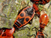 Pyrrhocoris apterus