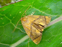 Apoda limacodes - The Festoon