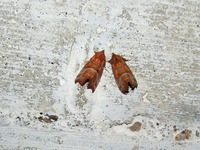 Scoliopteryx libatrix - The Herald