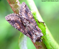 Allophyes oxyacanthae - Green-brindled Crescent