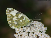 Pontia daplidice - Bath White