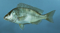 Image of Orthopristis chrysoptera, Pigfish, Gulfinnet gryntefisk, Sailor