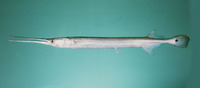 Strongylura strongylura, Spottail needlefish: fisheries