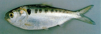 Tenualosa thibaudeaui, Laotian shad: fisheries