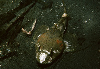 Artedius lateralis, Smoothhead sculpin: