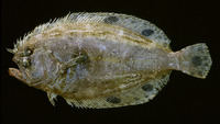 Cyclopsetta fimbriata, Spotfin flounder: fisheries