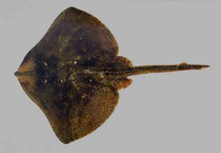 Raja brachyura, Blonde ray: fisheries, gamefish