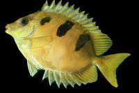 Siganus trispilos, Threeblotched rabbitfish: