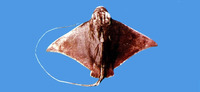 Myliobatis tobijei, Japanese eagle ray: fisheries