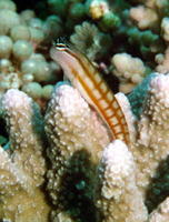 Ecsenius australianus, Australian blenny: