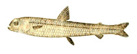 Nansenia ardesiaca, :