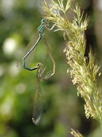 Platycnemis pennipes