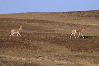 Image of: Equus hemionus (kulan)