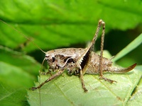 Pholidoptera griseoaptera - Dark Bush-cricket