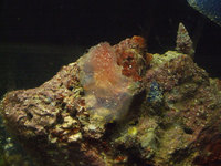 Ascidia mentula