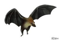 Image of: Pteropus hypomelanus (variable flying fox)