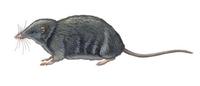 Image of: Scutisorex somereni (armored shrew)