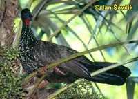 Penelope purpurascens - Crested Guan