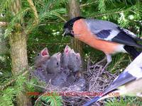 Pyrrhula pyrrhula - Eurasian Bullfinch