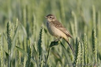 Motacilla flava - Yellow Wagtail