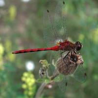 Image of: Sympetrum obtrusum