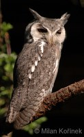 Ptilopsis granti - Southern White-faced Owl