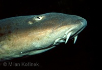 Chiloscyllium arabicum - Arabian Carpet Shark