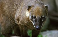 Nasua nasua - South American Coati