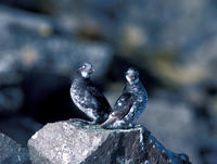 Image of: Aethia pusilla (least auklet)