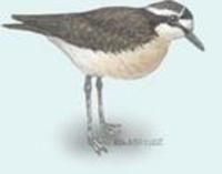 Image of: Charadrius pecuarius (Kittlitz's sand plover)