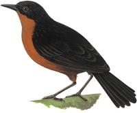 Image of: Crateroscelis nigrorufa (bicolored mouse-warbler)