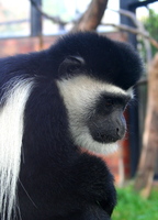 Colobus guereza caudatus