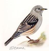 Image of: Prunella collaris (alpine accentor)