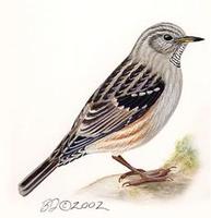 Image of: Prunella collaris (alpine accentor)